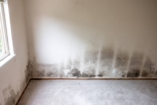 Best Mold Odor Removal Services  in Speers, PA